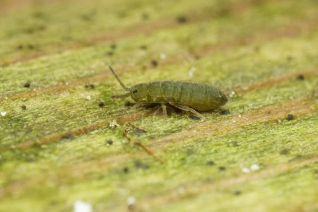 Detailed closeup on a microscopic small green springtail, Isotomurus graminis, sitting on wood