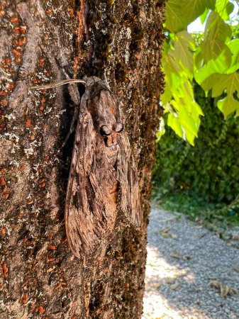 Natural closeup on an impressive large grey colored Convolvulus hawk-moth, Agrius convolvuli, resting camouflaged on the trunk of a tree during the day