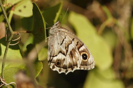 Natural closeup on a striped grayling butterfly, Hipparchia fidia hanging on a leaf