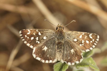Natural closeup on a small brown Southern Grizzled skipper butterfly, Pyrgus malvoides, with spread wings