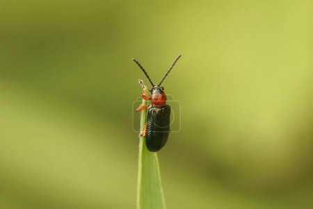 Natürliche Nahaufnahme an einem bunten kleinen Käfer, Oulema duftschmidi