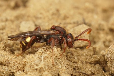 Natural closeup on a female of the Panzer's Nomad bee, Nomada panzeri sitting on the ground
