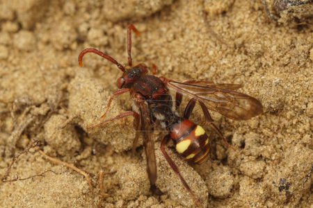 Gros plan naturel sur une femelle de l'abeille Nomade du Panzer, Nomada panzeri assise sur le sol avec des ailes ouvertes