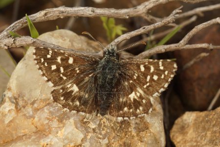 Primer plano natural sobre una pequeña mariposa gris del sur marrón, Pyrgus malvoides, con alas desplegadas