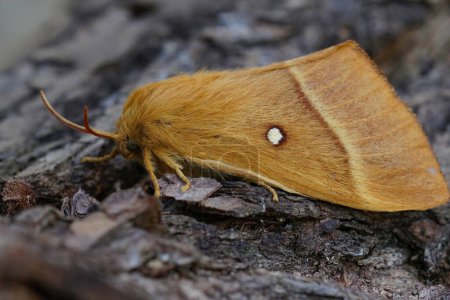 Detailed closeup on the large , brown, Oak Eggar moth, Lasiocampa quercus sitting on a piece of wood