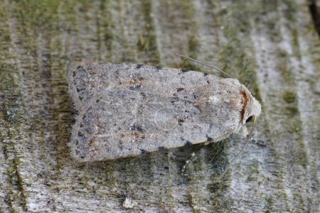 Natural detailed Closeup on the Pale Mottled Willow Moth, Caradrina clavipalpis, sitting on wood in the garden