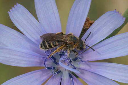 Photo for Natural closeup on a female end-banded furrow bee, Halictus, in a blue wild chicory flower - Royalty Free Image