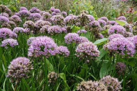 Detailed closep on a vibrant purple blossoming ornamental onions , Allium, in a gardening flowerbed
