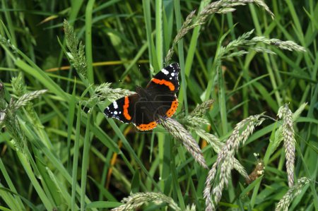 Natural closeup on a single Red Admiral butterfly, Vanessa atalanta, sitting in a meadow