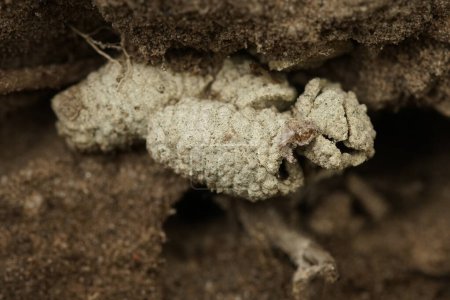 Natürliche Nahaufnahme von Überresten einer sonst unter der Erde ausgegrabenen Bergbaubiene, Andrena clarkella, Nestkokons