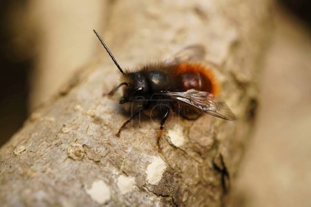 Detailed closeup on a colorful red hairy male of the European horned orchard mason bee, Osmia cornuta sitting on a branch