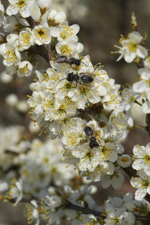 Natural veritcal closeup on 3 male Grey-backed mining bee, Andrena vaga sitting on a rich white blossoming blackthorn, Prunus spinosa