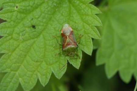 Primer plano natural en un colorido, overwintering Birch shieldbug, Elasmostethus interstinctus, sentado en una hoja verde