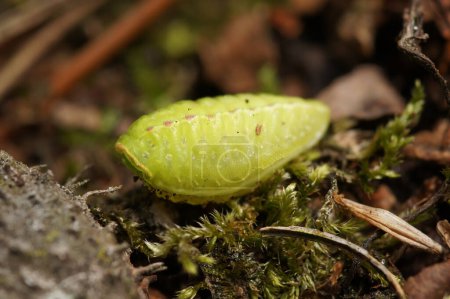 Detailed natural closeup on somewhat unusual, green caterpillar of the pale colored festoon moth, Apoda limacodes