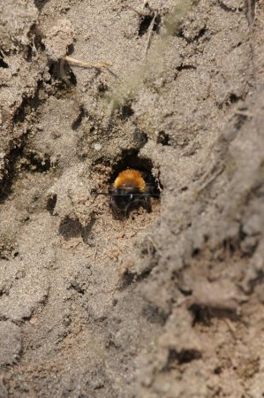 Primer plano vertical natural en una abeja minera de Clarke de color negro y marrón, Andrena clarkella dejando su nido
