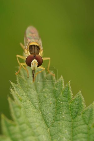 Detailed closeup on the yellow striped Long Hoverfly, Sphaerophoria scripta sitting on a green leaf