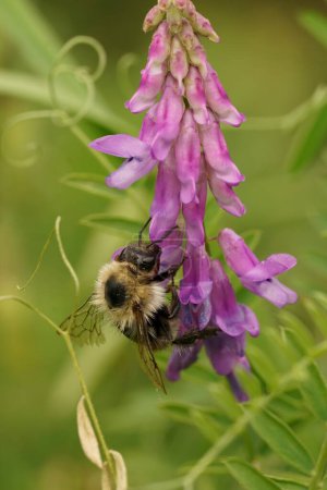 Primer plano natural en un viejo trabajador abeja común carder, Bombus pascuorum en púrpura Bird Vetch wildflower