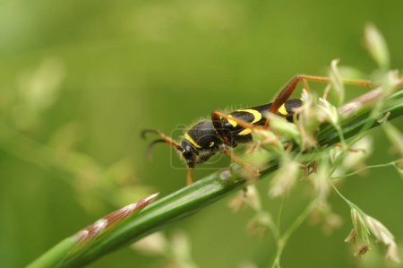 Primer plano natural de un colorido e inofensivo escarabajo de cuerno largo imitador de avispas, Clytus arietis .