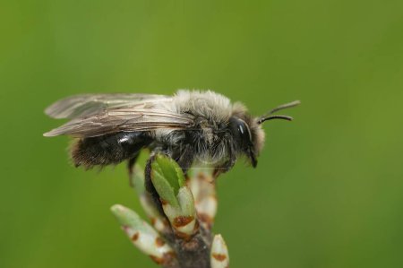 Gros plan naturel sur une abeille minière femelle à dos gris, Andrena vaga, sur un fond vert flou