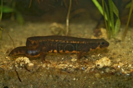 Photo for Detailed closeup on a male of the endangered aquatic Japanese Riu-Kiu sword-tailed newt, Cynops ensicauda in an aquarium - Royalty Free Image
