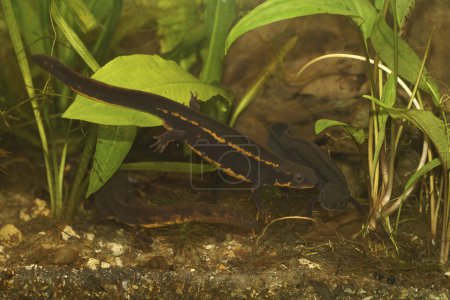 Photo for Detailed closeup on an the endangered aquatic Japanese Riu-Kiu sword-tailed newt, Cynops ensicauda in an aquarium - Royalty Free Image