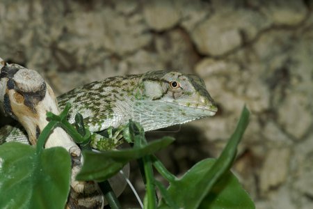 Detailed closeup on a smooth-backed bush anole or common monkey lizard, Polychrus auduboni in a terrarium