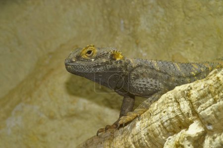 Photo for Detailed closeup on a colorful healthy Roughtail Rock agama, Laudakia stellio in a terrarium in the pet-trade - Royalty Free Image