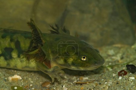 Detaillierte Nahaufnahme einer großen aquatischen Larve des Barred Tiger Salamander, Ambystoma mavortium, die bereits ihre erwachsene Färbung zeigt