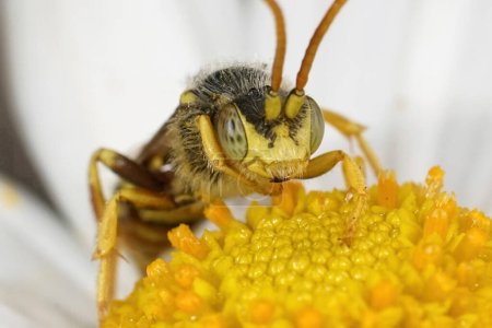 Primer plano natural de una abeja nómada de Lathbury, Nomada lathburiana sentada en una margarita común, Bellis perrennis