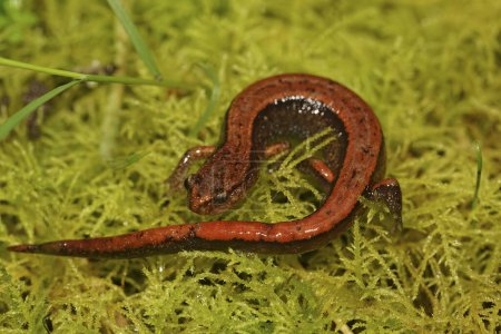 Primer plano en una forma de color rojo brillante de la salamandra de redback occidental, Plethodon vehiculum