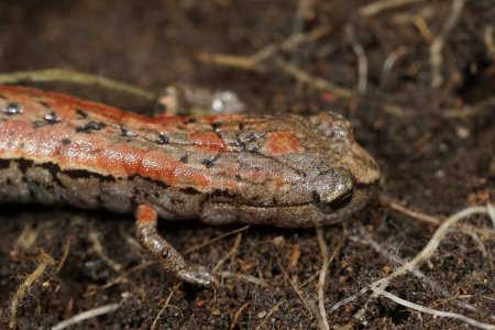 Primer plano detallado sobre una inusual salamandra esbelta roja del norte de California, Batrachoseps atenúa