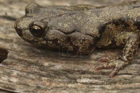 Primeros planos detallados sobre la cabeza de un adulto Salamandra nublada, Aneides ferreus en el norte de California