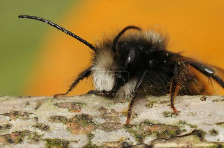 Detaillierte Nahaufnahme eines schwarz-orangefarbenen flauschigen Männchens, einer solitären Biene aus dem europäischen Obstgarten, Osmia cornuta auf Holz sitzend