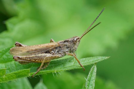 Natural closeup on the brown Locomotive Grasshopper, Chorthippus apricarius, sitting on a green leaf