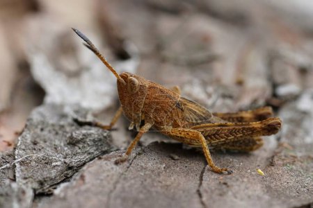 Primeros planos detallados sobre el Grasshopper rufo marrón, Gomphocerippus rufus sentado en madera