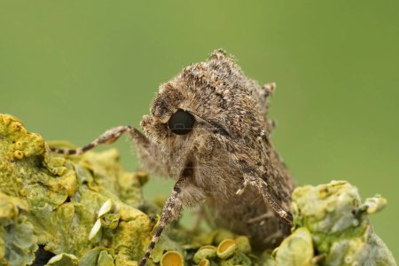 Foto de Primer plano natural en la polilla de la lechuza nuez moscada, Anarta trifolii en una ramita sobre un fondo verde - Imagen libre de derechos