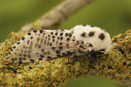 Natural detailed closeup on the Leopard Moth, Zeuzera pyrina, sitting on a lichen covered twig