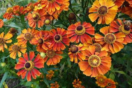 Natürliche Nahaufnahme der leuchtend orangen bis roten Blüten des Nieskrauts, Helenium autumn nale im Garten