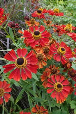 Natural closeup on the brilliant red rich flowers of the sneezeweed, Helenium autumnale in the garden