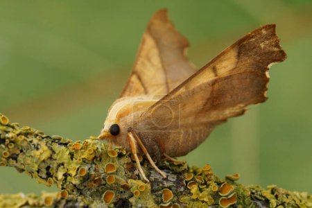 Natural closeup on the Dusky Thorn geometer moth, Ennomos fuscantaria sitting on a lichen covered twig