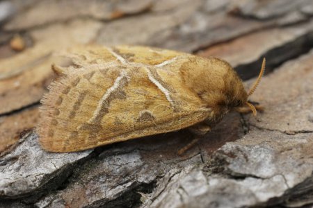 Natural closeup on the European orange swift owlet moth, Triodia sylvina, sitting on wood