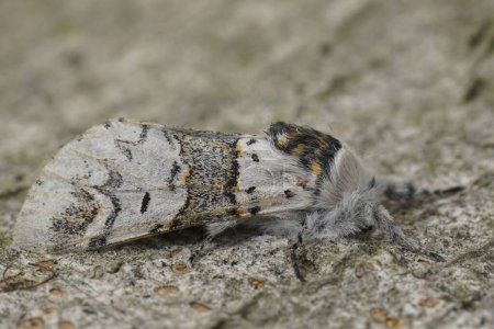 Detailed closeup on the white sallow kitten moth, Furcula furcula sitting on wood