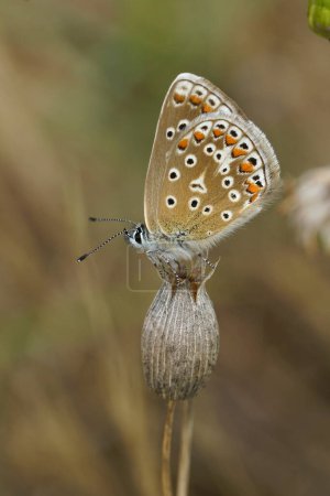 Gros plan vertical naturel sur un papillon bleu Icare, Polyommatus icarus assis avec les ailes fermées