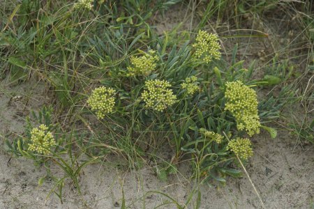 Natural closeup on a blossoming edible Rock samphire or Sea fennel, Crithmum maritimum at the dunes in the Belgian coast