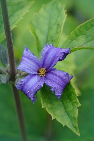Natürliche Nahaufnahme auf einer blau duftenden Blume von Clematis heracleifolia cassandra