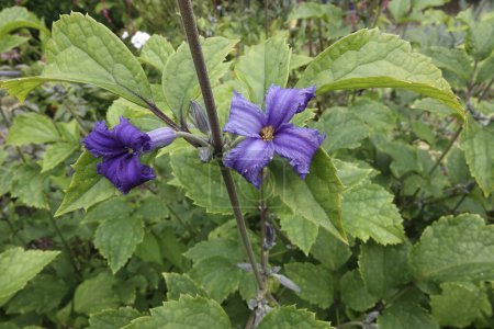 Gros plan naturel sur une fleur bleue parfumée de tube Clematis heracleifolia cassandra