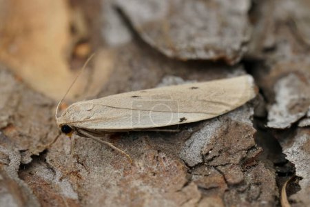 Natural closeup on the grey to lightbrown dotted footman moth, Pelosia muscerda sitting on wood