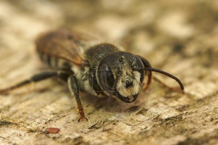 Primeros planos detallados sobre una gran abeja solitaria de sección blanca mediterránea, Megachile albisecta, sentada en madera