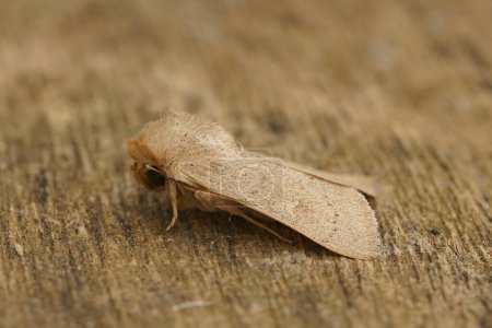 Detailed closeup on the light brown colored Clay owlet moth, Mythimna ferrago
