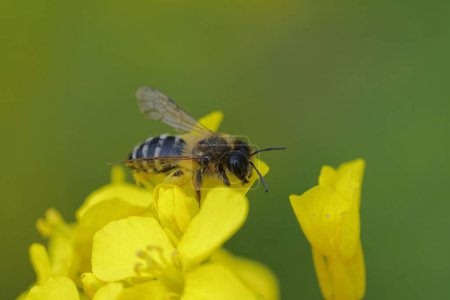 Natural closeup on a female yellow-legged mining bee ,Andrena flavipes, sitting on a yellow hawkweed flower